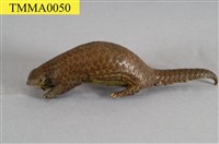 藏品(臺灣鯪鯉)的圖片